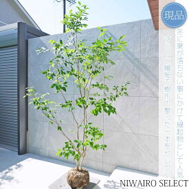 【現品】【ヤマコウバシ】山香ばし 株立ち 自然風樹形　樹高H≒260 × 枝張W≒130cm　低木 落葉樹 シンボルツリー 植木 庭木 樹木 植栽 和風 洋風 ガーデニング おしゃれ【送料無料】
