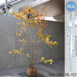 yizy}REoVzR΂  R`@H190 × }W120cm@ t V{c[ A   A a m K[fjO yz