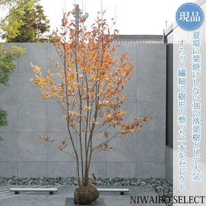 �y���i�z�y���僄�}�R�E�o�V�z�R���΂� ������ ���R�����`�@����H��300 × �}��W��170cm�@��� ���t�� �V���{���c���[ �A�� ��� ���� �A�� �a�� �m�� �K�[�f�j���O �������y���������z