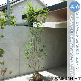 【現品】【ヤマコウバシ】山香ばし 株立ち 自然風樹形　樹高H≒235 × 枝張W≒80cm　低木 落葉樹 シンボルツリー 植木 庭木 樹木 植栽 和風 洋風 ガーデニング おしゃれ【送料無料】