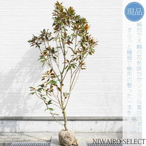 yizygWFz^CT{N ␫ R`@H210 × }W100cm@ Ύ V{c[ A   A a m K[fjO yz