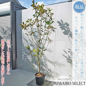 yizygWFz^CT{N ␫ R`@H220 × }W110cm@ Ύ V{c[ A   A a m K[fjO yz