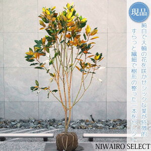yizygWFz^CT{N ␫ R`@H155 × }W90cm@ Ύ V{c[ A   A a m K[fjO yz