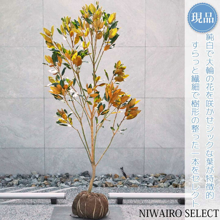楽天市場】【現品】【リトルジェム】タイサンボク 矮性 自然風樹形 