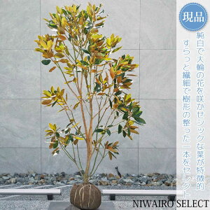 yizygWFz^CT{N ␫ R`@H160 × }W100cm@ Ύ V{c[ A   A a m K[fjO yz