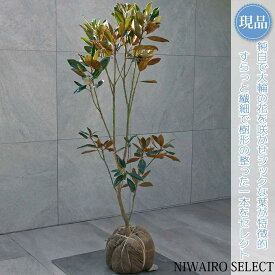 【現品】【リトルジェム】タイサンボク 矮性 自然風樹形　樹高H≒120 × 枝張W≒55cm　低木 常緑樹 シンボルツリー 植木 庭木 樹木 植栽 和風 洋風 ガーデニング おしゃれ【送料無料】