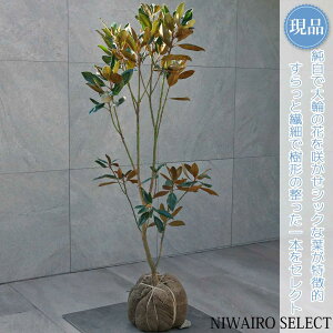 yizygWFz^CT{N ␫ R`@H120 × }W55cm@ Ύ V{c[ A   A a m K[fjO yz