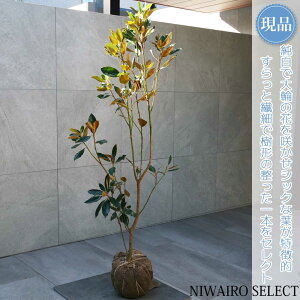 yizygWFz^CT{N ␫ R`@H145 × }W60cm@ Ύ V{c[ A   A a m K[fjO yz