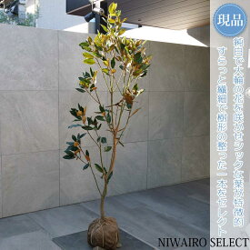【現品】【リトルジェム】タイサンボク 矮性 自然風樹形　樹高H≒165 × 枝張W≒60cm　低木 常緑樹 シンボルツリー 植木 庭木 樹木 植栽 和風 洋風 ガーデニング おしゃれ【送料無料】