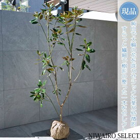 【現品】【リトルジェム】タイサンボク 泰山木 矮性 自然風樹形　樹高H≒160 × 枝張W≒80cm　低木 常緑樹 シンボルツリー 植木 庭木 樹木 植栽 和風 洋風 ガーデニング おしゃれ【送料無料】
