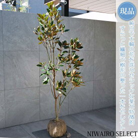 【現品】【リトルジェム】タイサンボク 泰山木 矮性 自然風樹形　樹高H≒160 × 枝張W≒70cm　低木 常緑樹 シンボルツリー 植木 庭木 樹木 植栽 和風 洋風 ガーデニング おしゃれ【送料無料】
