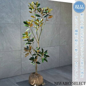yizygWFz^CT{N ׎R ␫ R`@H140 × }W60cm@ Ύ V{c[ A   A a m K[fjO yz