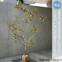 楽天市場】タイサンボク（植木｜ガーデニング・農業）：花・ガーデン 