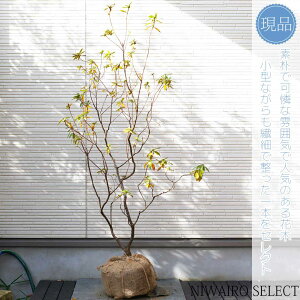 yizyVmccWzgUP R`@H135 × }W80cm@ Ύ V{c[ A   A a m K[fjO yz