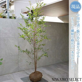 【ヒサカキ】自然風樹形　樹高H≒215 × 枝張W≒100cm　低木 常緑樹 シンボルツリー 植木 庭木 樹木 植栽 和風 洋風 ガーデニング おしゃれ【送料無料】