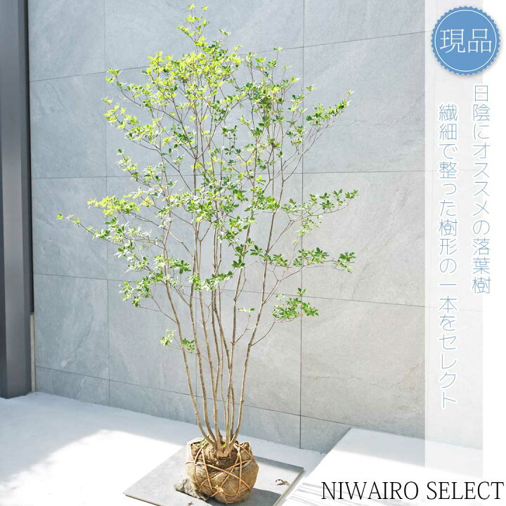 楽天市場】【現品】山採り【アブラツツジ】アブラドウダンツツジ 油 