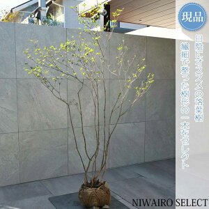 yizR̂yAuccWzAuhE_ccW UP  R`@H170 × }W110cm@ t V{c[ A   A a m K[fjO 