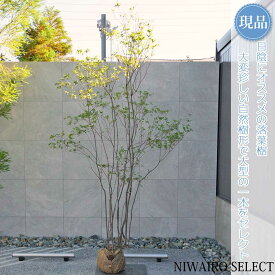 【現品】山採り【アブラツツジ】アブラドウダンツツジ 油灯台躑躅 株立ち 自然風樹形　樹高H≒280 × 枝張W≒150cm　低木 落葉樹 シンボルツリー 植木 庭木 樹木 植栽 和風 洋風 ガーデニング おしゃれ【送料無料】