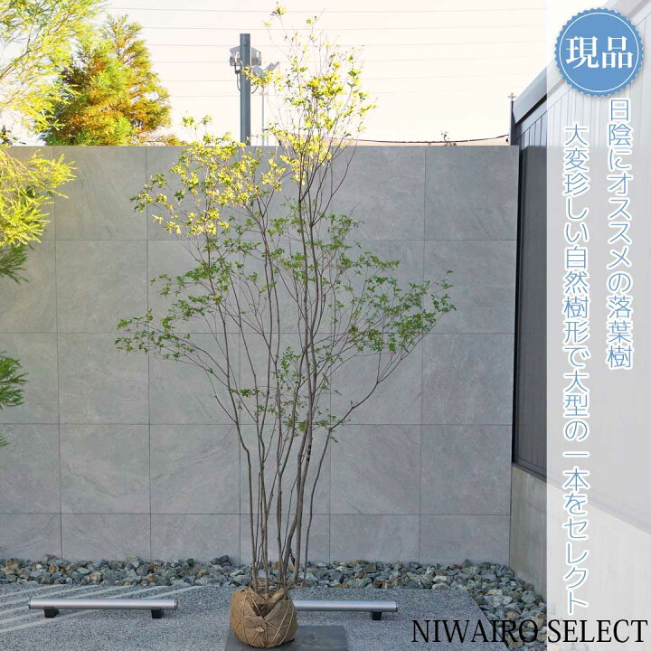 楽天市場】【現品】山採り【アブラツツジ】アブラドウダンツツジ 油 