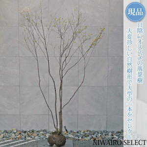 yizR̂yAuccWzAuhE_ccW UP  R`@H230 × }W130cm@ t V{c[ A   A a m K[fjO 