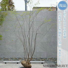 【現品】山採り【アブラツツジ】アブラドウダンツツジ 油灯台躑躅 株立ち 自然風樹形　樹高H≒265 × 枝張W≒200cm　低木 落葉樹 シンボルツリー 植木 庭木 樹木 植栽 和風 洋風 ガーデニング おしゃれ【送料無料】