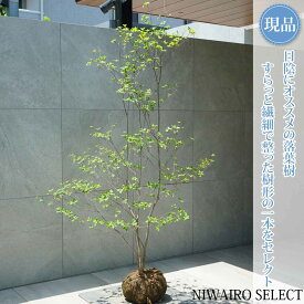 【現品】山採り【アブラツツジ】アブラドウダンツツジ 油灯台躑躅 株立ち 自然風樹形　樹高H≒175 × 枝張W≒100cm　低木 落葉樹 シンボルツリー 植木 庭木 樹木 植栽 和風 洋風 ガーデニング おしゃれ【送料無料】