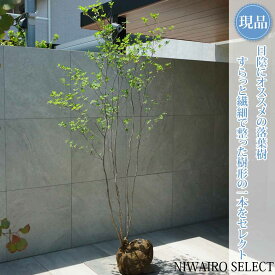 【現品】山採り【アブラツツジ】アブラドウダンツツジ 油灯台躑躅 本株立ち 自然風樹形　樹高H≒185 × 枝張W≒90cm　低木 落葉樹 シンボルツリー 植木 庭木 樹木 植栽 和風 洋風 ガーデニング おしゃれ【送料無料】