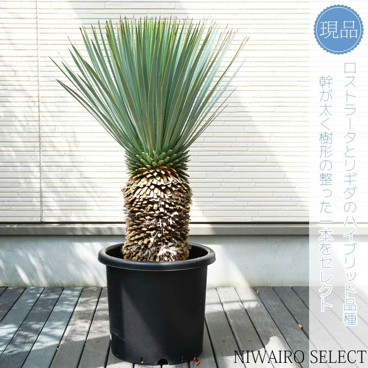 楽天市場】【現品】【マルデヌベス ロストラータver】ユッカ 