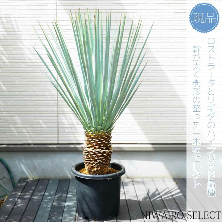 楽天市場】【現品】【マルデヌベス リギダver】ユッカ ハイブリッド 