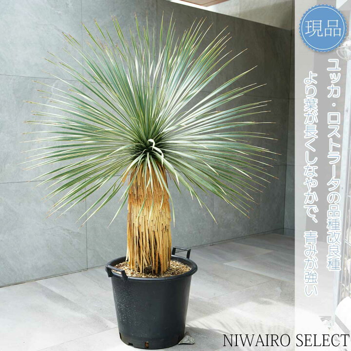 楽天市場】【現品】【 ロストラータ ブルーサンダー】ユッカ 自然風樹 