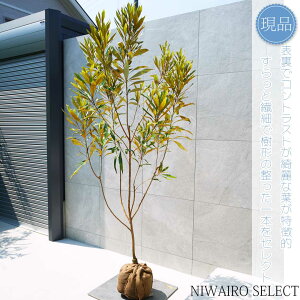 yizyOrA S[hzxCAi nSmL OBA R`@H215 × }W100cm@ Ύ V{c[ A   A a m K[fjO 