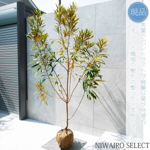 yizyOrA S[hzxCAi nSmL OBA R`@H215 × }W130cm@ Ύ V{c[ A   A a m K[fjO 