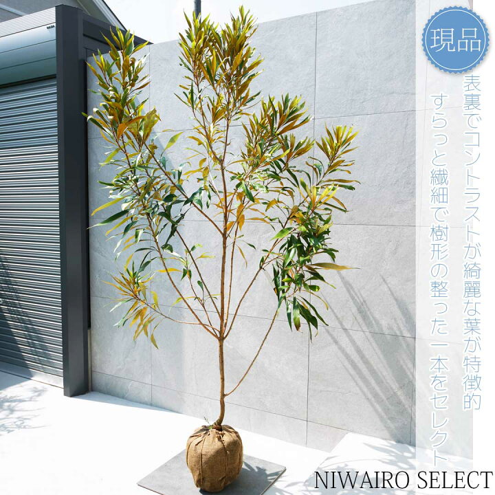 楽天市場】【現品】【グレビレア ゴールド】ベイリアナ ハゴロモノキ 