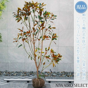 yizyPCpXz^CT{N ␫ R`@H195 × }W120cm@ Ύ V{c[ A   A a m K[fjO yz
