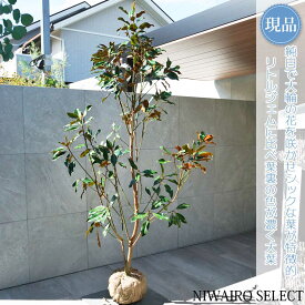 【現品】【ケイパレス】矮性タイサンボク 自然風樹形　樹高H≒215 × 枝張W≒110cm　低木 常緑樹 シンボルツリー 植木 庭木 樹木 植栽 和風 洋風 ガーデニング おしゃれ【送料無料】