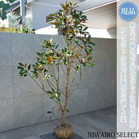 【現品】【ケイパレス】矮性タイサンボク 自然風樹形　樹高H≒200 × 枝張W≒120cm　低木 常緑樹 シンボルツリー 植木 庭木 樹木 植栽 和風 洋風 ガーデニング おしゃれ【送料無料】