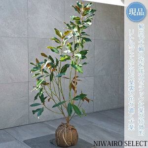 【現品】【ケイパレス】タイサンボク 矮性 自然風樹形 樹高H≒135 × 枝張W≒70cm 低木 常緑樹 シンボルツリー 植木 庭木 樹木 植栽 和風 洋風 ガーデニング おしゃれ【送料無料】