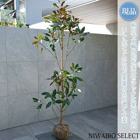 【現品】【ケイパレス】矮性タイサンボク 自然風樹形　樹高H≒195 × 枝張W≒80cm　低木 常緑樹 シンボルツリー 植木 庭木 樹木 植栽 和風 洋風 ガーデニング おしゃれ【送料無料】