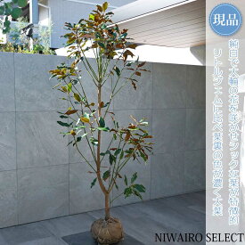 【現品】【ケイパレス】矮性タイサンボク 自然風樹形　樹高H≒200 × 枝張W≒90cm　低木 常緑樹 シンボルツリー 植木 庭木 樹木 植栽 和風 洋風 ガーデニング おしゃれ【送料無料】