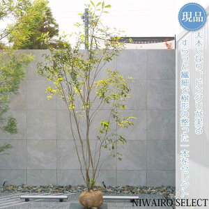 yizR̂yRiz ui  R`@H290 × }W150cm@ t V{c[ A   A a m K[fjO yz