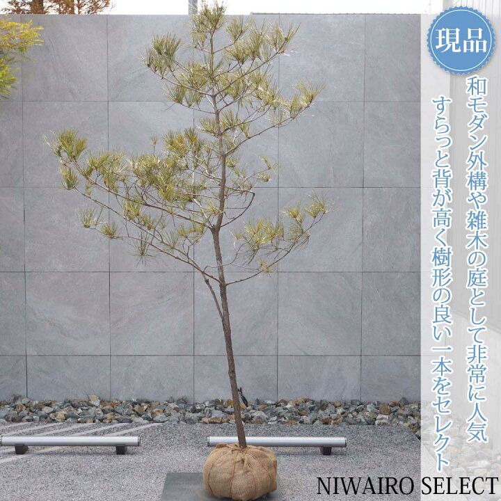 楽天市場】【現品】山採り【アカマツ】赤松 自然風樹形 樹高H≒220 