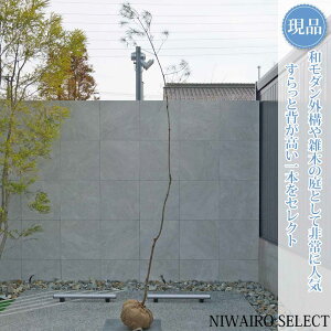�y���i�z�R�̂�y�A�J�}�c�z�ԏ� ���R�����`�@����H��290 × �}��W��60cm�@���� ��Ύ� �V���{���c���[ �A�� ��� ���� �A�� �a�� �m�� �K�[�f�j���O �������y���������z