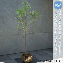 楽天市場】赤松 薪の通販