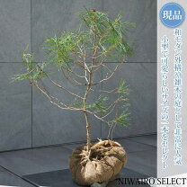 楽天市場】赤松アカマツの通販