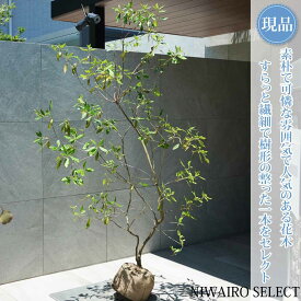 【常緑ツツジ 春一番】ハルイチバン 躑躅 本株立ち 自然風樹形　樹高H≒180 × 枝張W≒110cm　低木 半常緑樹 シンボルツリー 植木 庭木 樹木 植栽 和風 洋風 ガーデニング おしゃれ【送料無料】