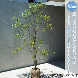 【常緑ツツジ 春一番】ハルイチバン 躑躅 本株立ち 自然風樹形　樹高H≒150 × 枝張W≒90cm　低木 半常緑樹 シンボルツリー 植木 庭木 樹木 植栽 和風 洋風 ガーデニング おしゃれ【送料無料】
