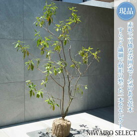 【常緑ツツジ 春一番】ハルイチバン 躑躅 本株立ち 自然風樹形　樹高H≒140 × 枝張W≒90cm　低木 半常緑樹 シンボルツリー 植木 庭木 樹木 植栽 和風 洋風 ガーデニング おしゃれ【送料無料】