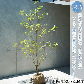 【常緑ツツジ 春一番】ハルイチバン 躑躅 本株立ち 自然風樹形　樹高H≒150 × 枝張W≒90cm　低木 半常緑樹 シンボルツリー 植木 庭木 樹木 植栽 和風 洋風 ガーデニング おしゃれ【送料無料】