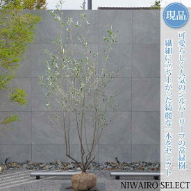 【ロシアンオリーブ】シルバーリーフ 株立ち 自然風樹形　樹高H≒230 × 枝張W≒100cm　高木 常緑樹 シンボルツリー 植木 庭木 樹木 植栽 和風 洋風 ガーデニング おしゃれ【送料無料】