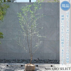 【ロシアンオリーブ】シルバーリーフ 株立ち 自然風樹形　樹高H≒240 × 枝張W≒120cm　高木 常緑樹 シンボルツリー 植木 庭木 樹木 植栽 和風 洋風 ガーデニング おしゃれ【送料無料】